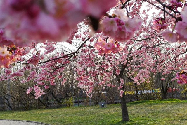 Frühling Allergiker