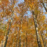 Herbstwald in Oberösterreich
