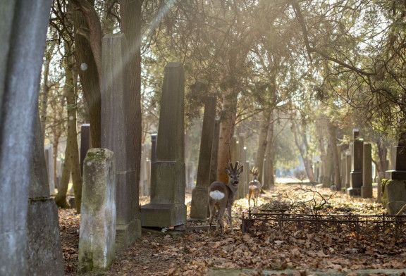 Zentralfriedhof