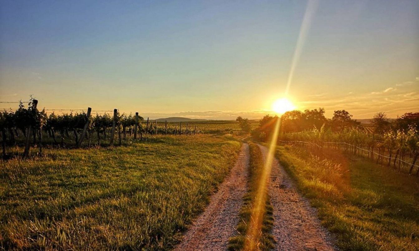 Sonnenuntergang über dem Weinweg Langenlois
