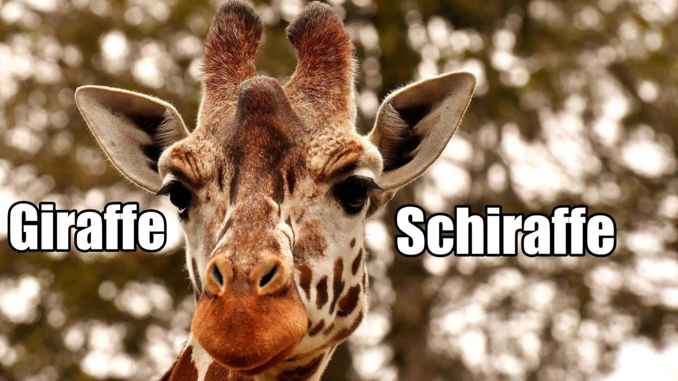 Giraffe Österreich nicht sagen