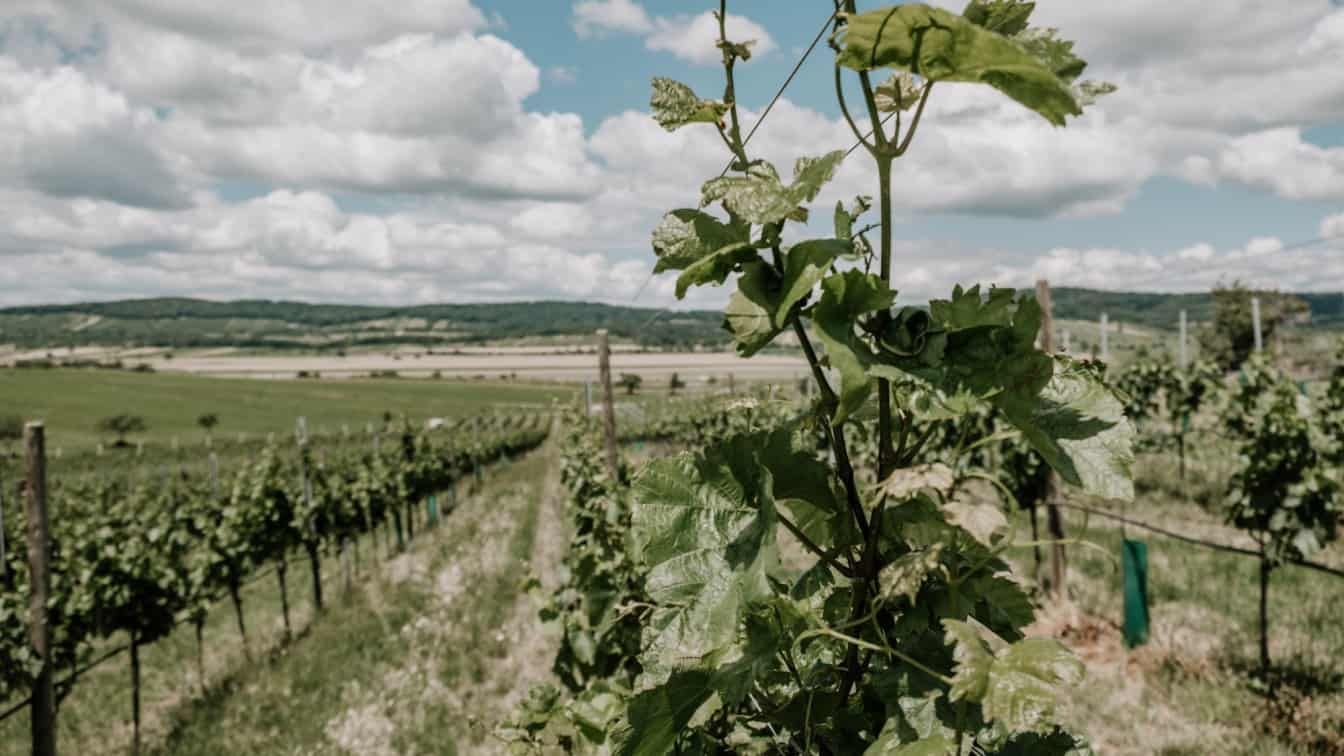 Ein Weingarten im Burgenland.