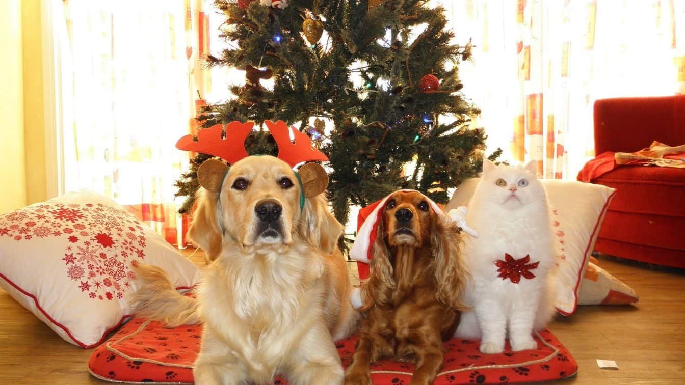Adventkalender Haustiere