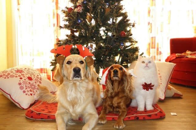 Adventkalender Haustiere