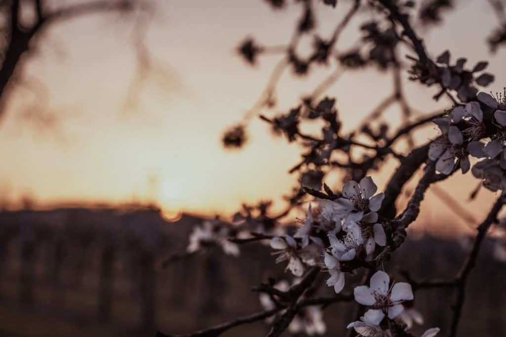 Marillenblüte in der Wachau