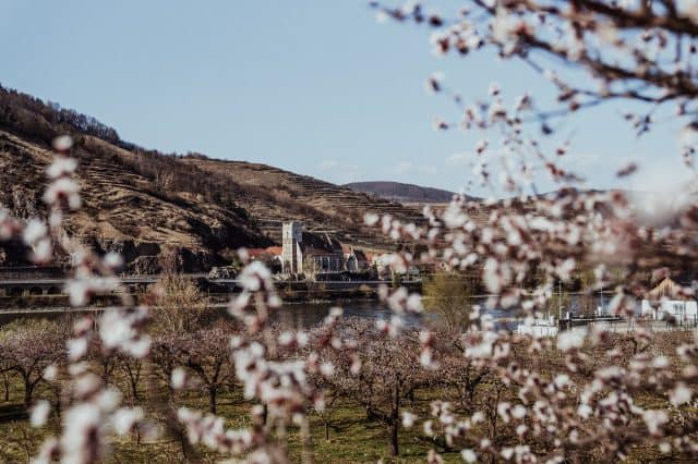 Die Marillenblüte in der Wachau bei Mitterarnsdorf (c) Katharina Tesch | 1000things