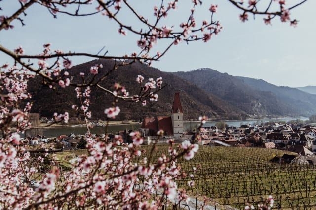 Marillenblüte in Weißenkirchen in der Wachau (c) Katharina Tesch | 1000things