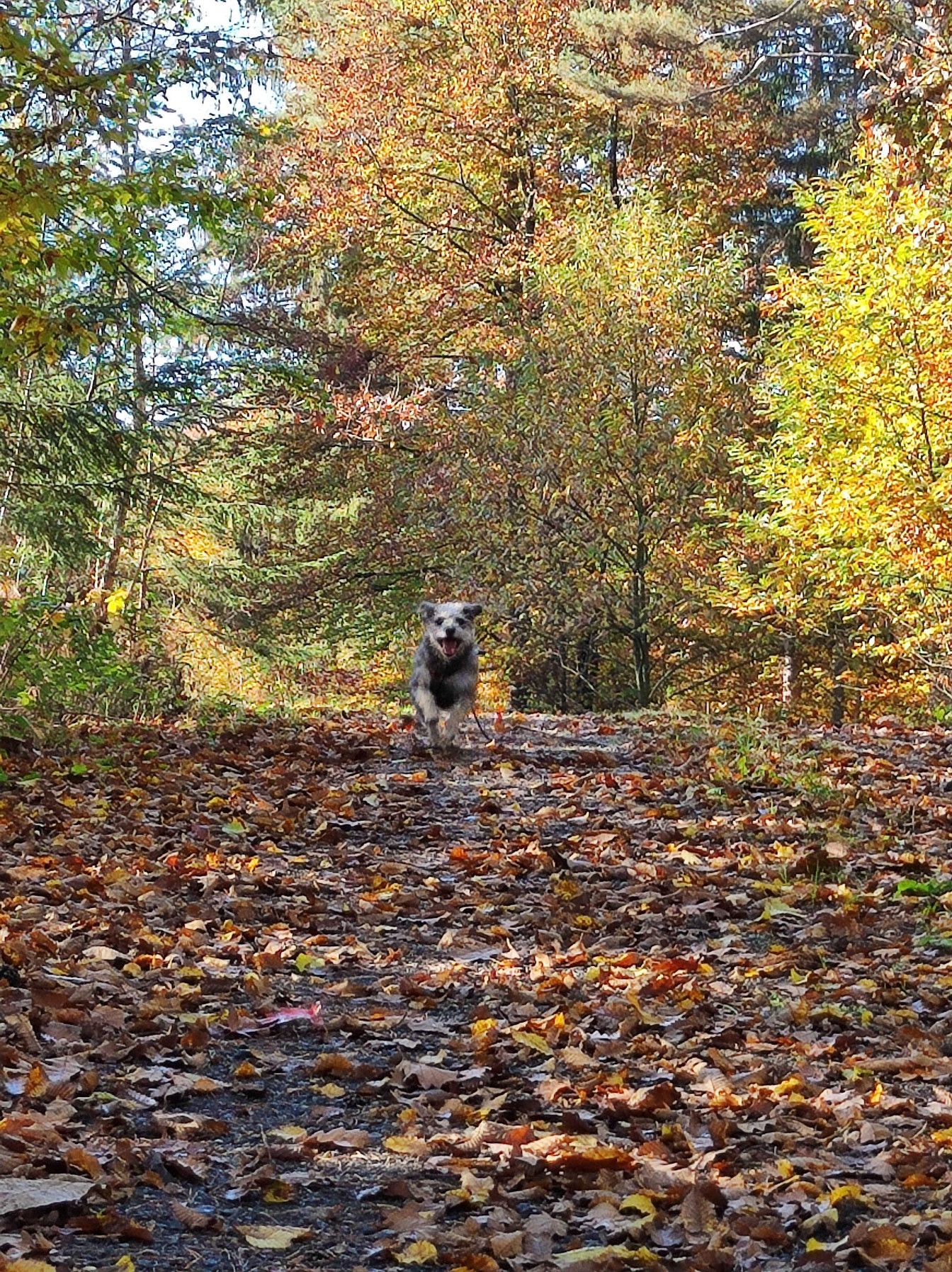 Südburgenland Herbst