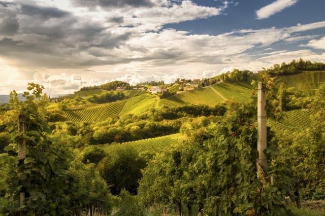 Südsteiermark Hügel Wein