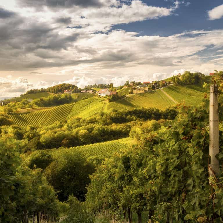 Südsteiermark Hügel Wein