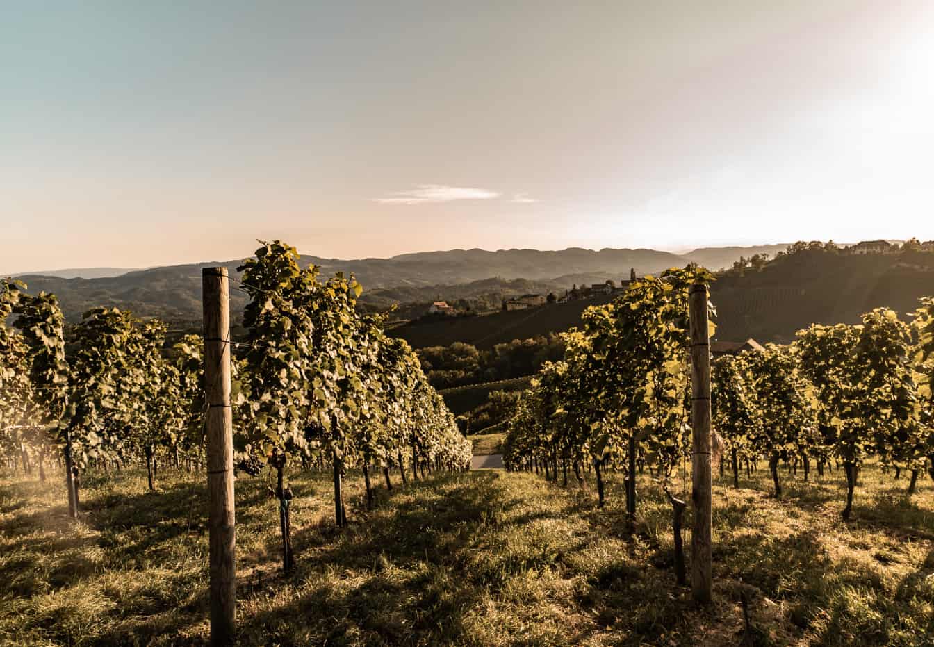 Weinberge in der Steiermark