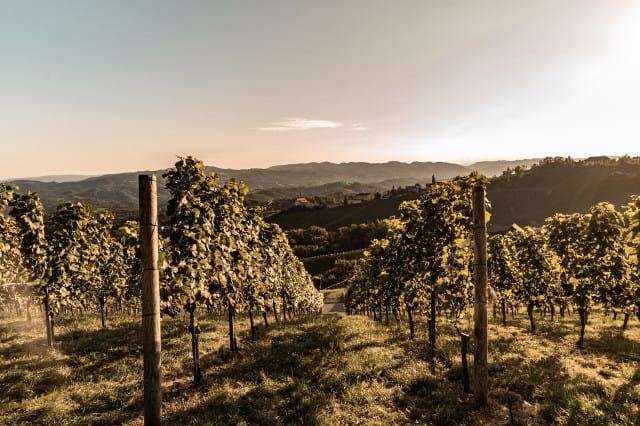 Weinberge in der Steiermark