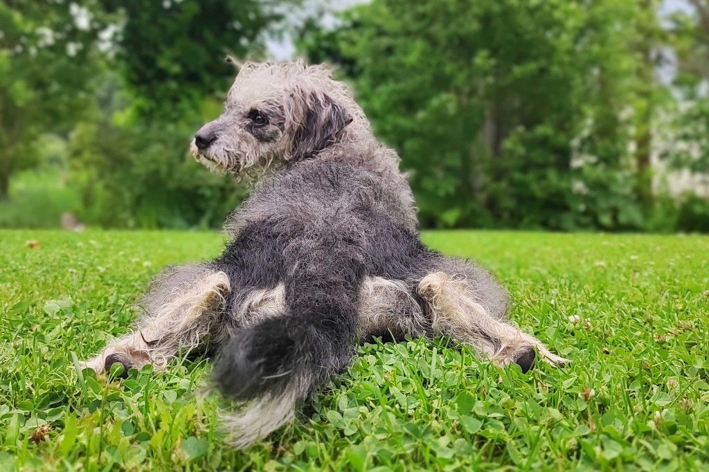 (c) Viktoria Klimpfinger | 1000things Ausflüge Hund Wien