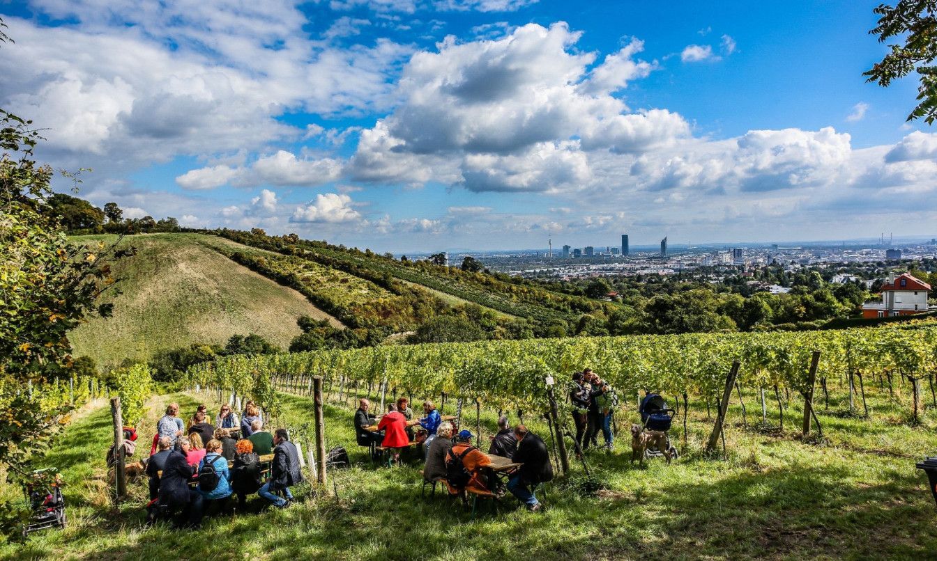 Wiener Weinwandertag Heuriger Aussicht