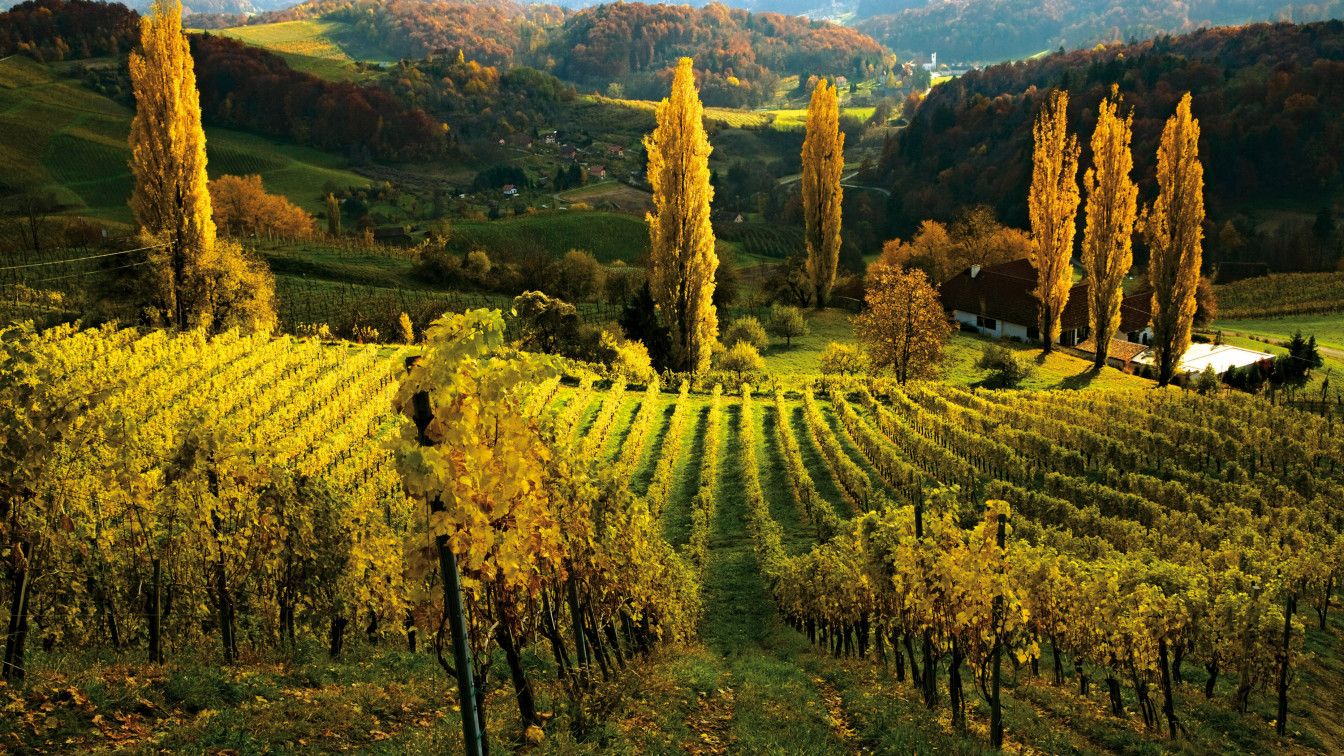 Weinwandern Steiermark