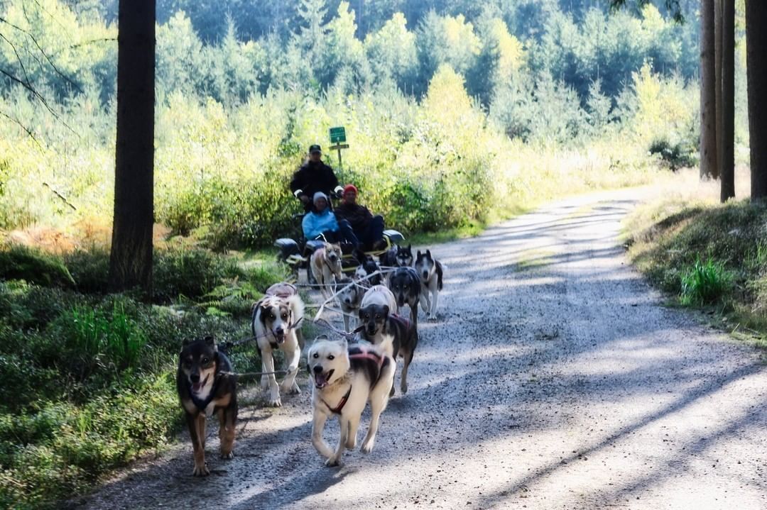 Schlittenhunde vom Huskyhof Waldviertel