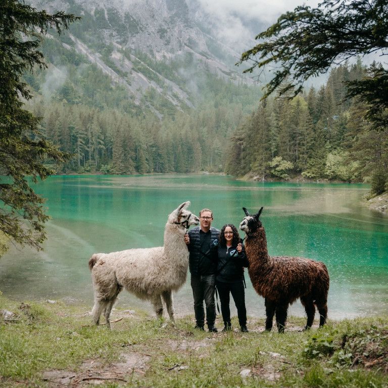 Alpakas und Lamas zum Grünen See