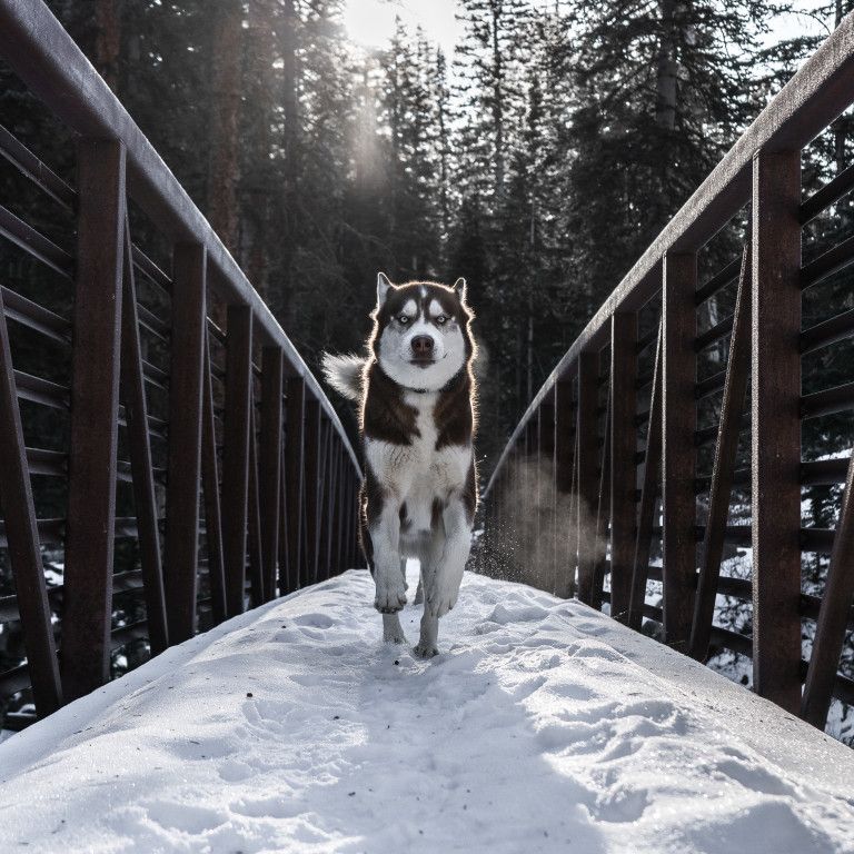 https://unsplash.com/photos/mtMFJz071Cs Husky Ranch