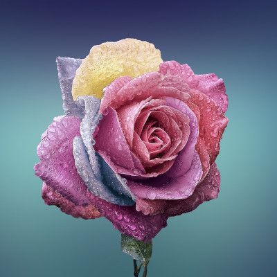 Rosen Blumengeschäft