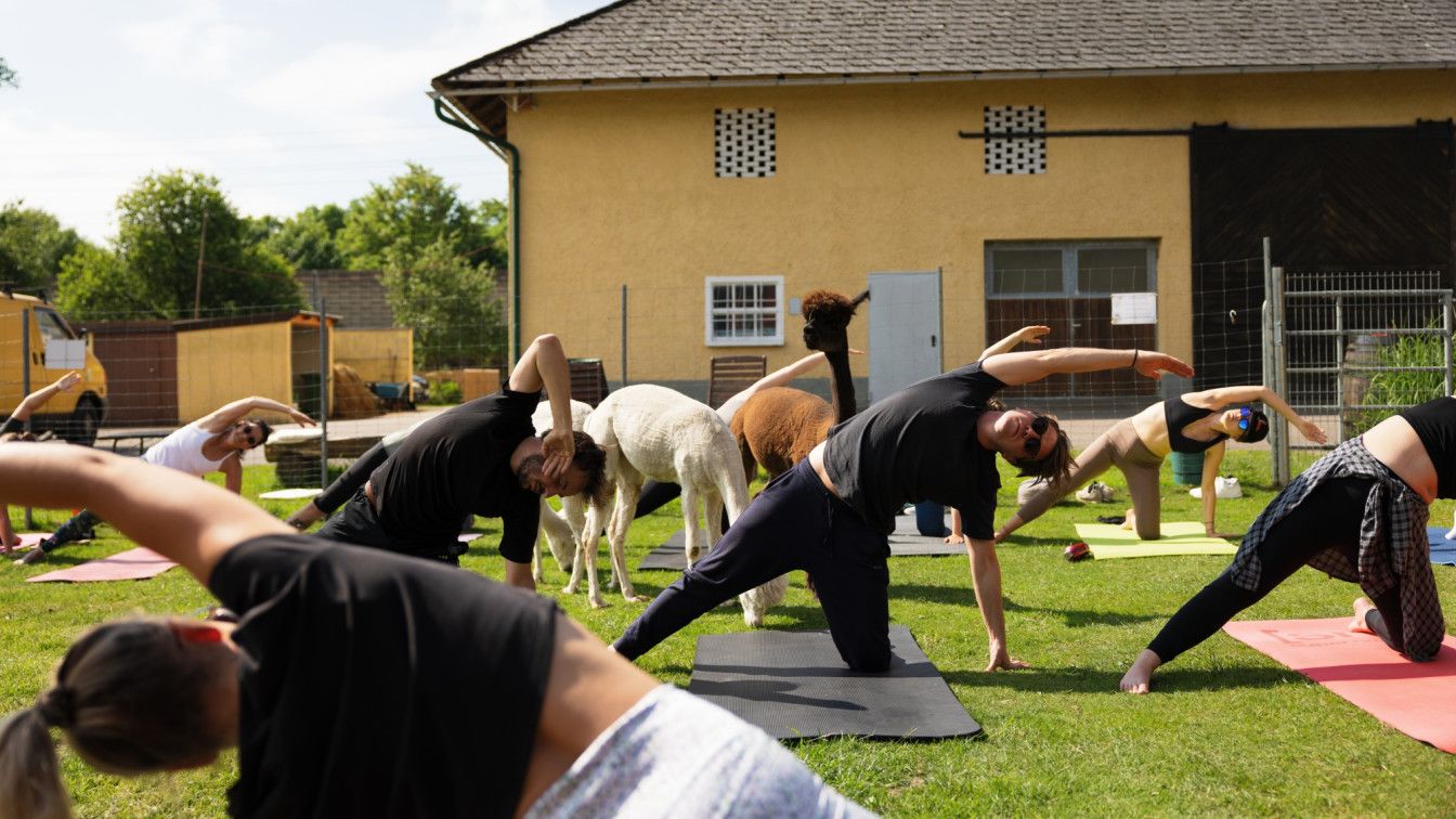 Alpaka Yoga bei Schlierwandalpakas