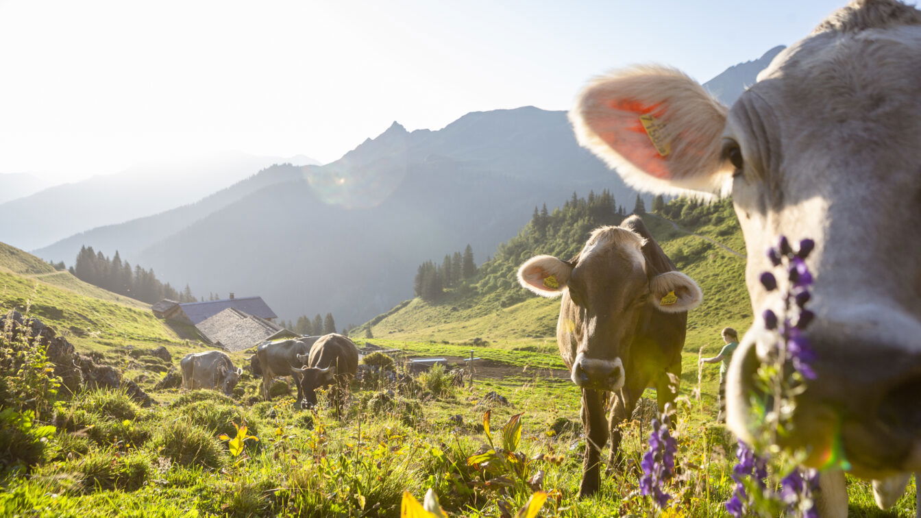 (c) Stefan Kothner - Montafon Tourismus GmbH_bewusstmontafon Kühe und grüne Wiesen auf der Alpe Latschätz