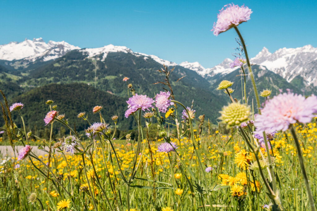(c) Packyourthingsandtravel - Montafon Tourismus GmbH Bunte Blumenwiese mit Berggipfeln im Hintergrund in Montafon, Vorarlberg