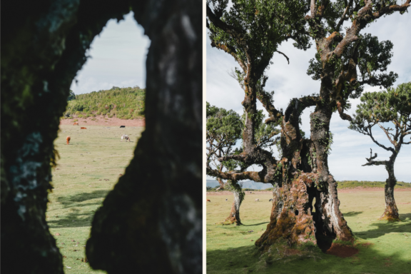 Blick durch einen Baum in Fanal auf Madeira, Kühe, Natur