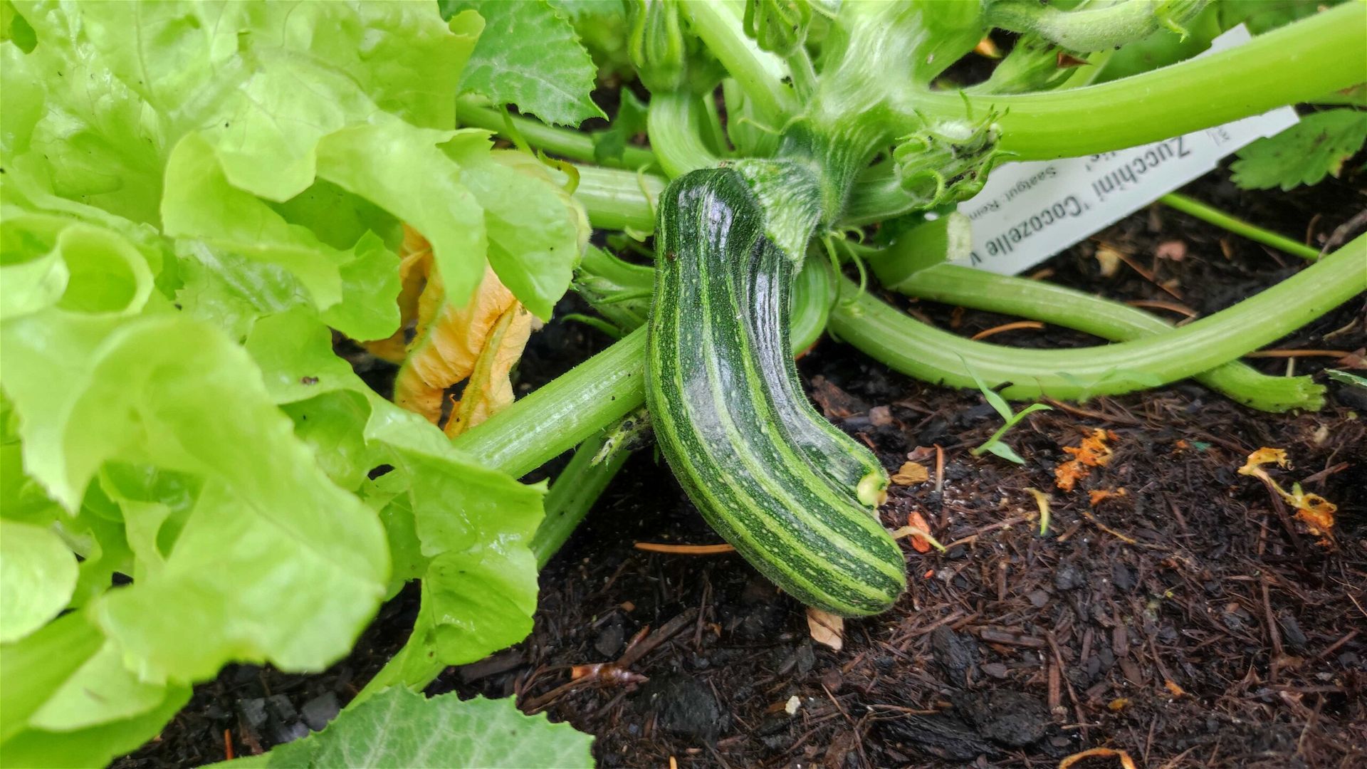 DIY suggestions for vegetable patch: The finest dwelling cures