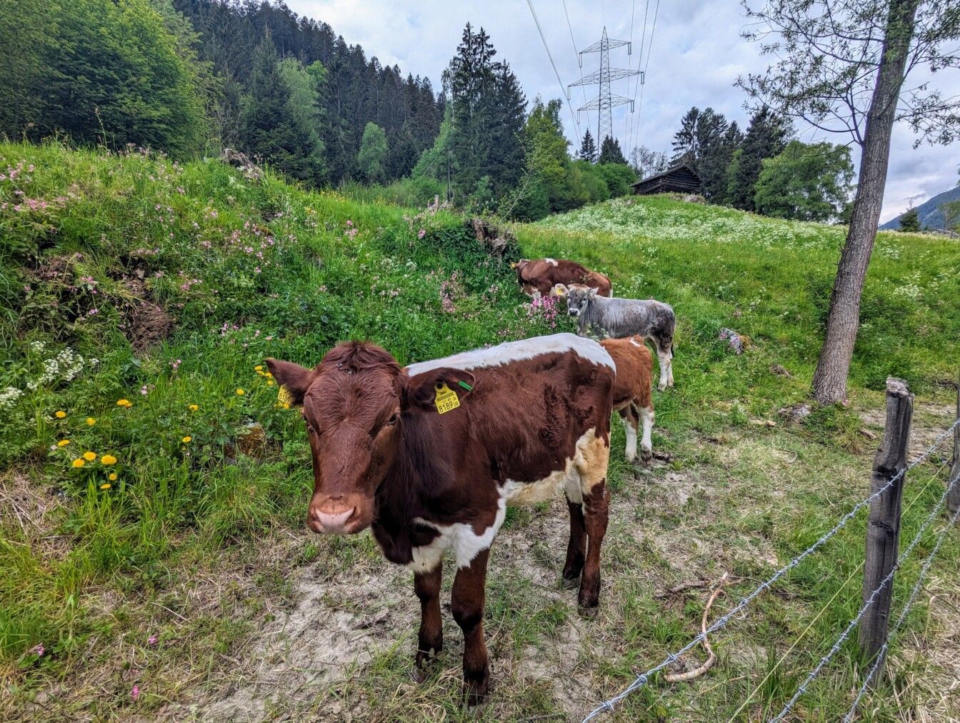 Lienz Osttirol Iseltrail Kühe