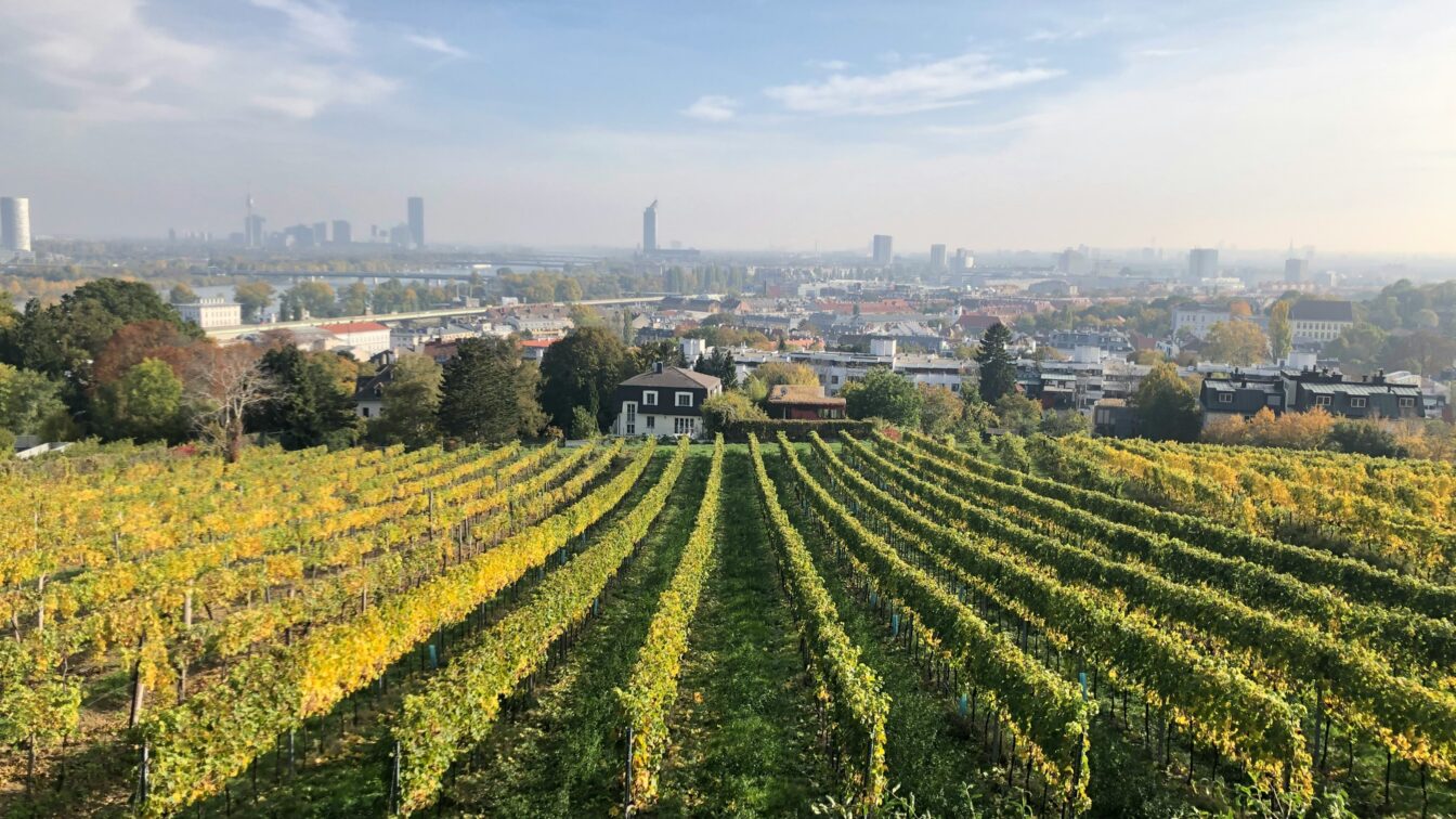 Döbling, 19. Bezirk, Weinreben, Herbst