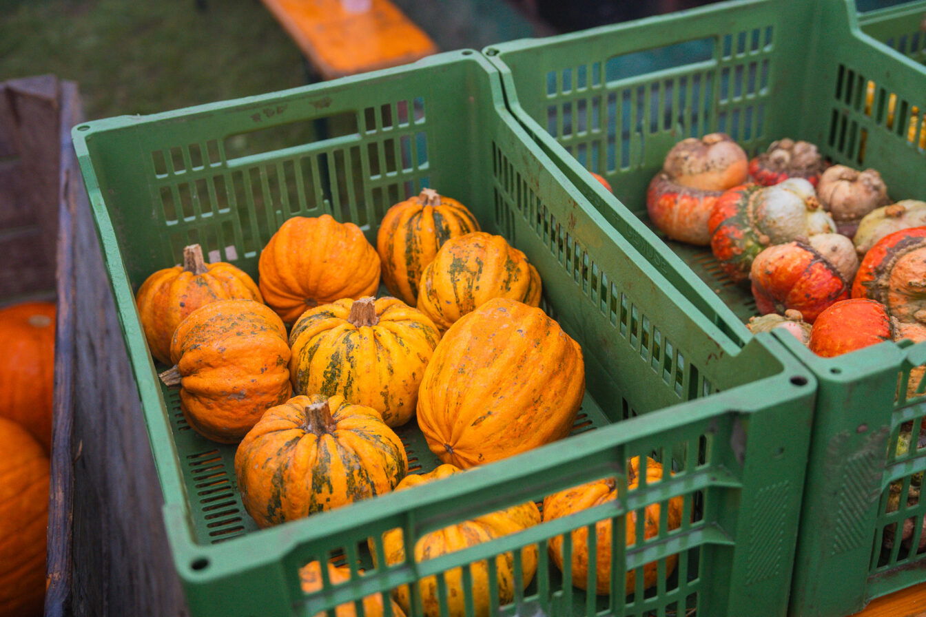 Kürbisfest Am Himmel Kürbis Herbst