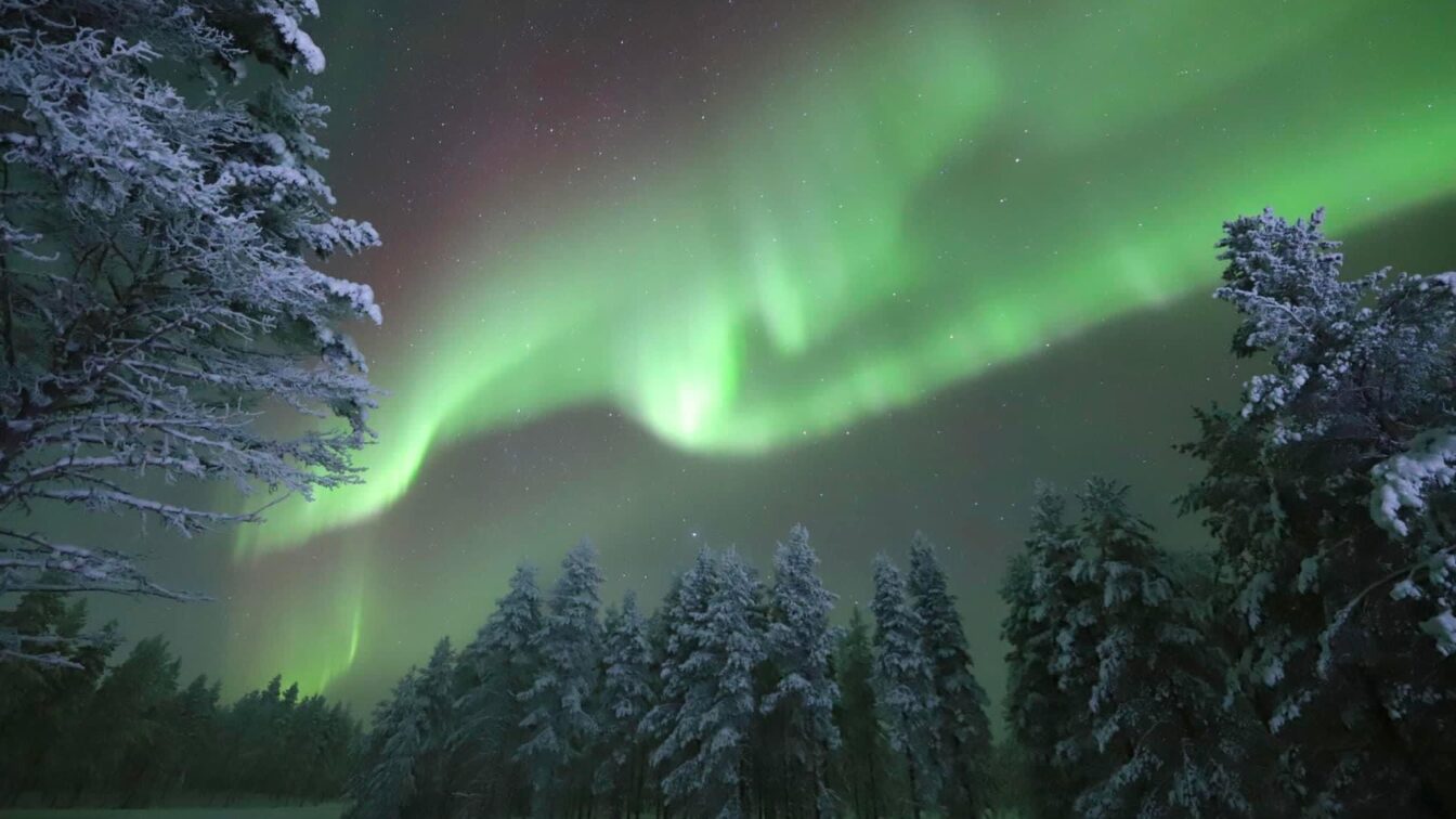 Nordlichter leuchten in intensiven Grüntönen am Nachthimmel über einer verschneiten Winterlandschaft. Schneebedeckte Bäume stehen ruhig im Vordergrund, während die Aurora Borealis in sanften Bögen am Himmel tanzt.