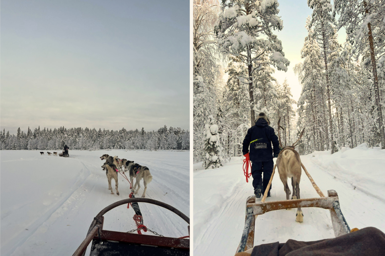 Links: Eine Gruppe Huskys zieht einen Schlitten durch eine weite, verschneite Landschaft, umgeben von einem Wald unter grauem Himmel. Rechts: Ein Rentier führt einen Schlitten durch einen dichten, verschneiten Wald, begleitet von einer Person in Winterkleidung, die das Tier an der Leine hält.