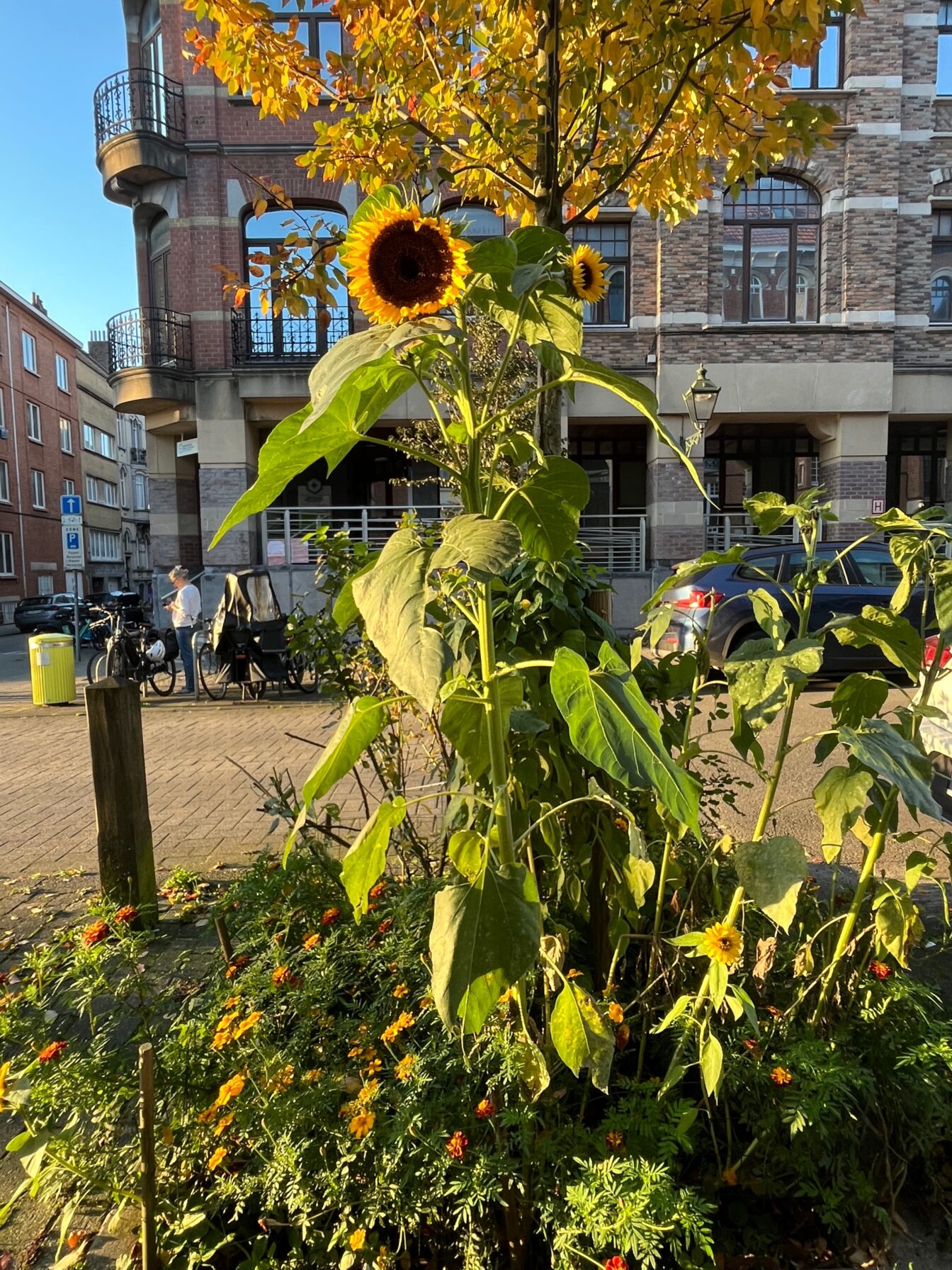 Sonnenblume