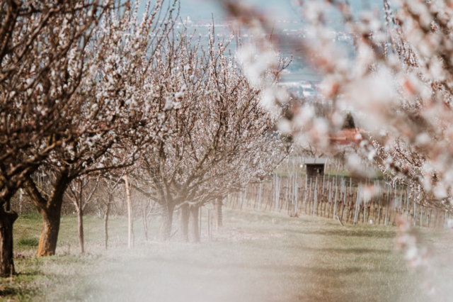 Ein idyllischer Weg führt durch eine Allee aus blühenden Marillenbäumen, deren zarte weiße Blüten den Frühling ankündigen. Die Zweige bilden einen natürlichen Rahmen für den Blick in die Ferne, wo Weinberge, Felder und kleine Gebäude die sanfte Hügellandschaft der Wachau prägen. Ein stimmungsvolles Bild voller Leichtigkeit und Naturverbundenheit.