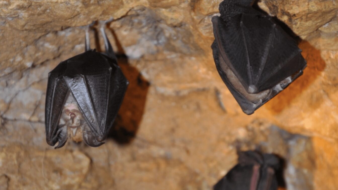 (c) Hermannshöhle Höhlen Niederösterreich
