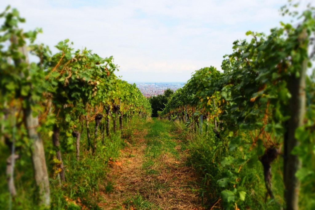 Wilhelminenberg Wein