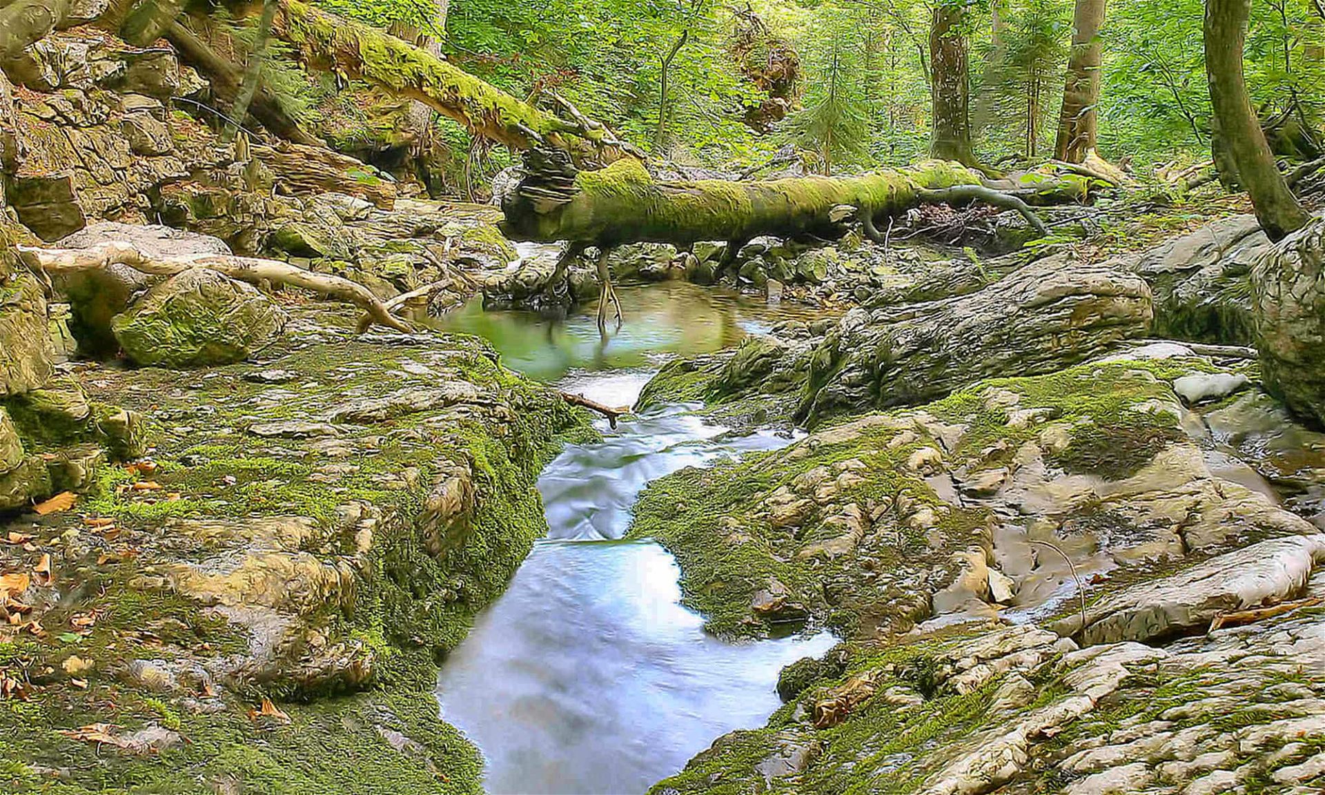 Bach im Rothwald, Wildnisgebiet Dürrenstein