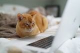 Katze vor Computer