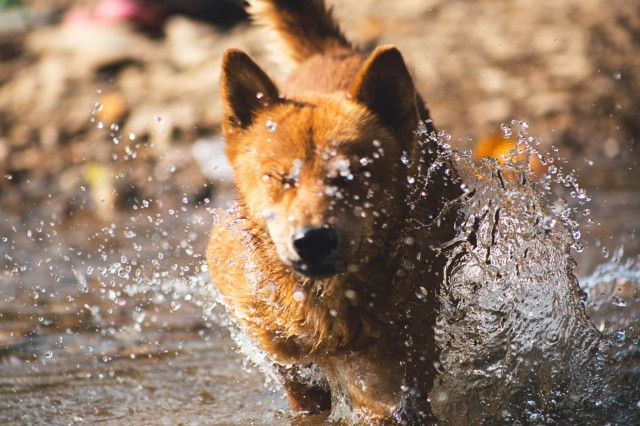 Hunde läuft durch Wasser