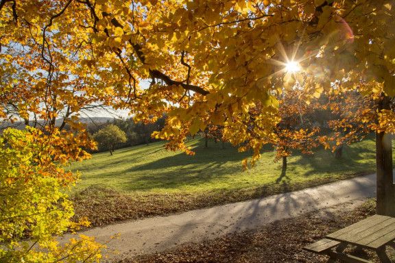 Herbstlicher Weg im Biosphärenpark Wienerwald